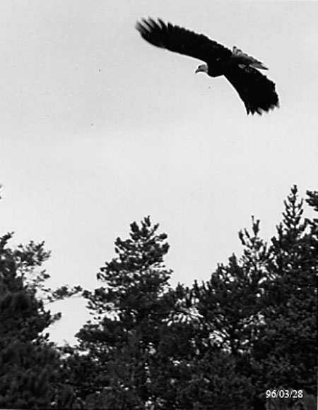 strange bird strange bird