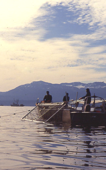 Herring Fishery 1987