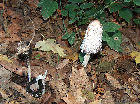 shroom_oct-06.jpg