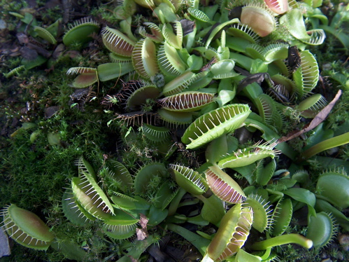 venus flytrap.jpg