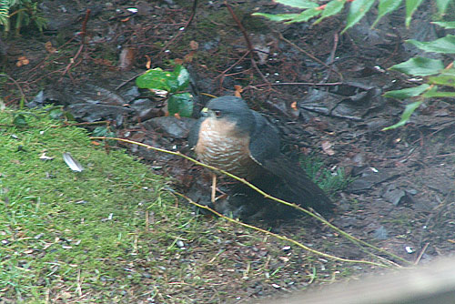 standing on Towhee