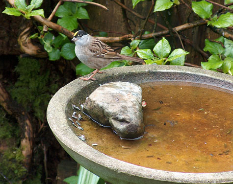 Golden Crowned Sparrow