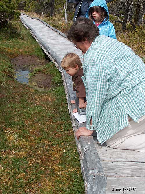 Spruce-Bog walk