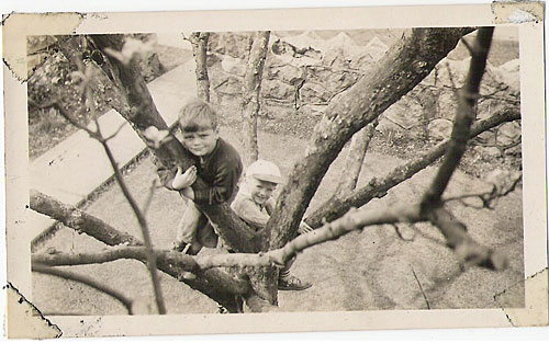 Once a tree climber...