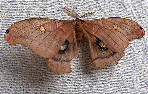 moth-07.jpg
