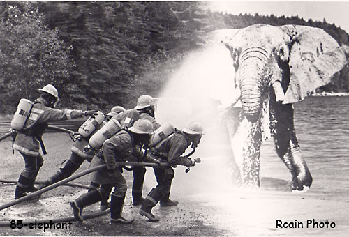 putting out the elephant