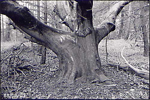 Giant Arbutus