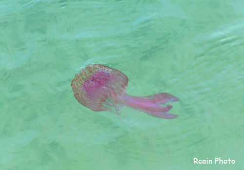 swimming with the Jelly fish