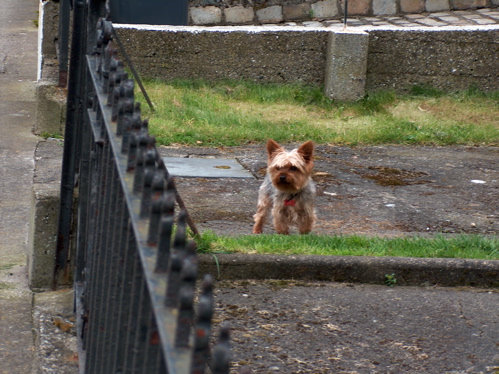 Dog's favourite spot on her lawn