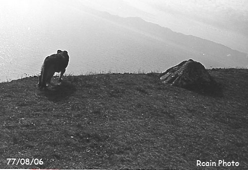 Cain the dog,leaning rock