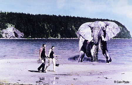 circus elephant takes stroll on Tribune Bay