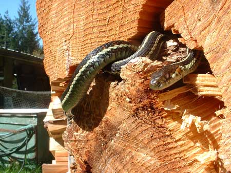 Snake in the woodpile