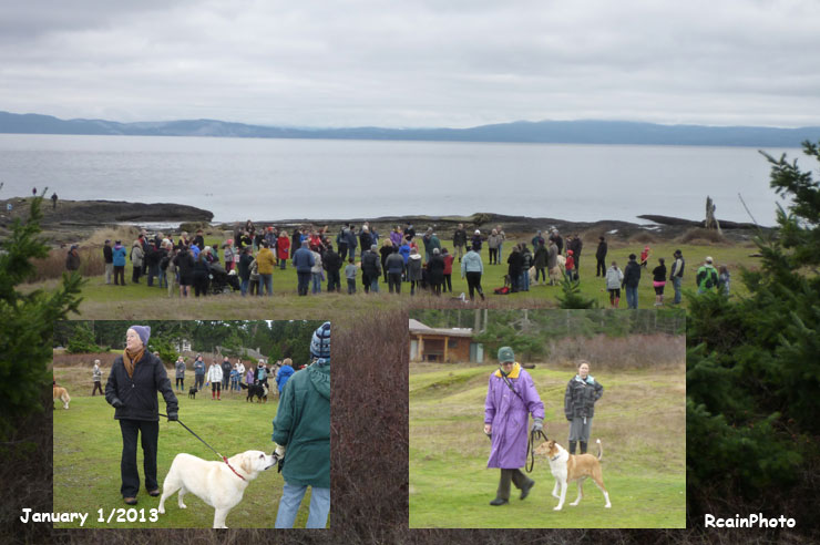 New_Year_dog_show