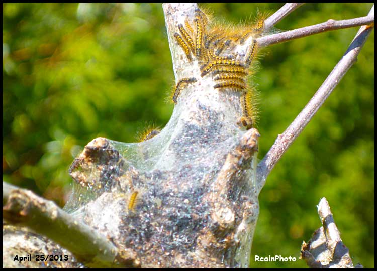 P1050420caterpillars