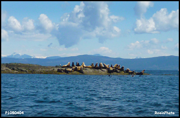 Sea-Lions-2013