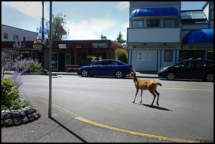 deer1