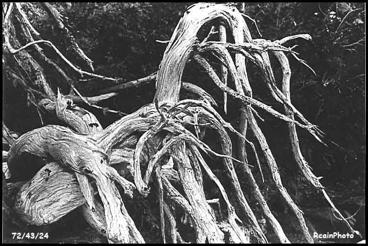 724324-roots