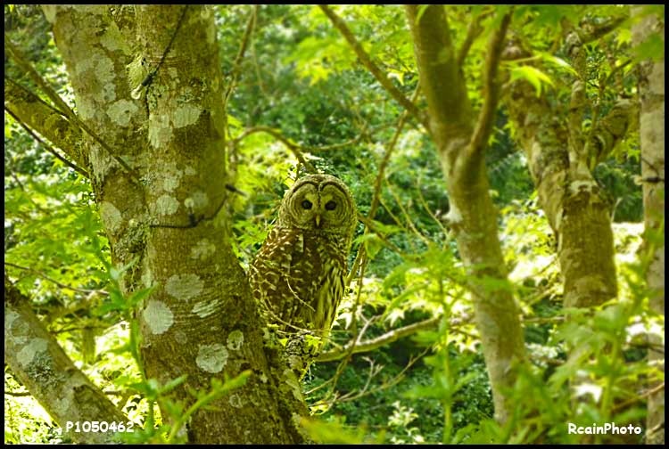P1050462-owl