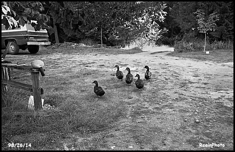 982614-ducks