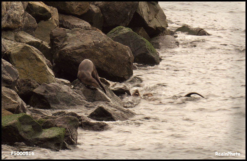 P1000516-otter