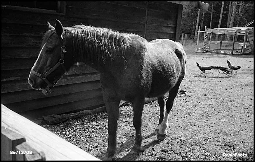 861308-Maureen-Wood-horse