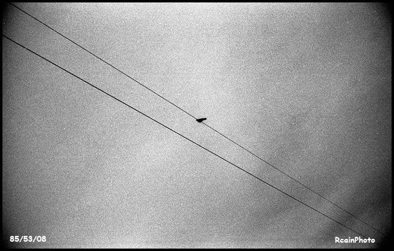 855308-bird_on_a_wire