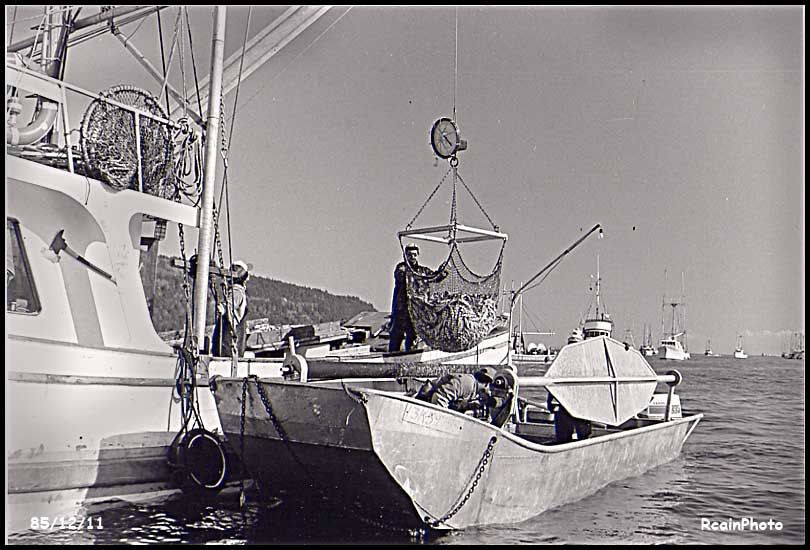 851211-herring