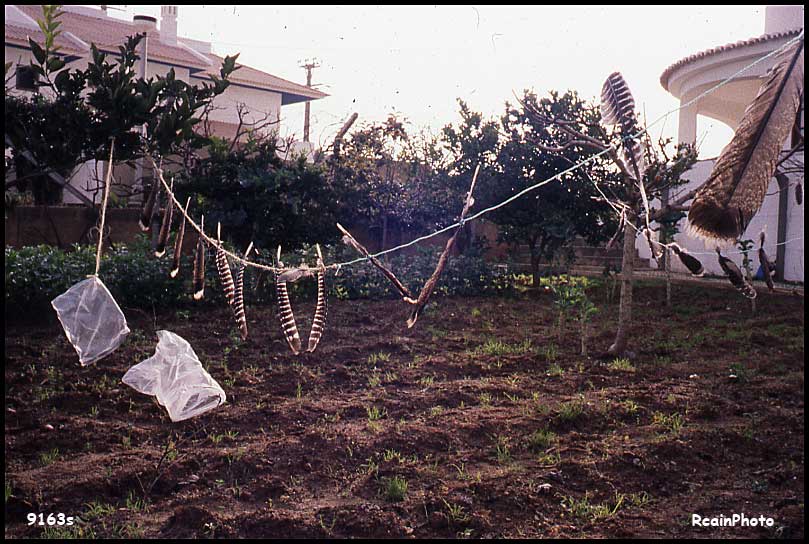 9163-slide-Garden-portugal