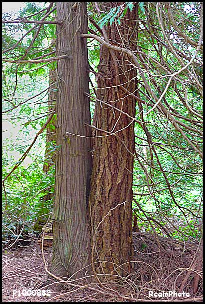 P1000882-cedar_fir