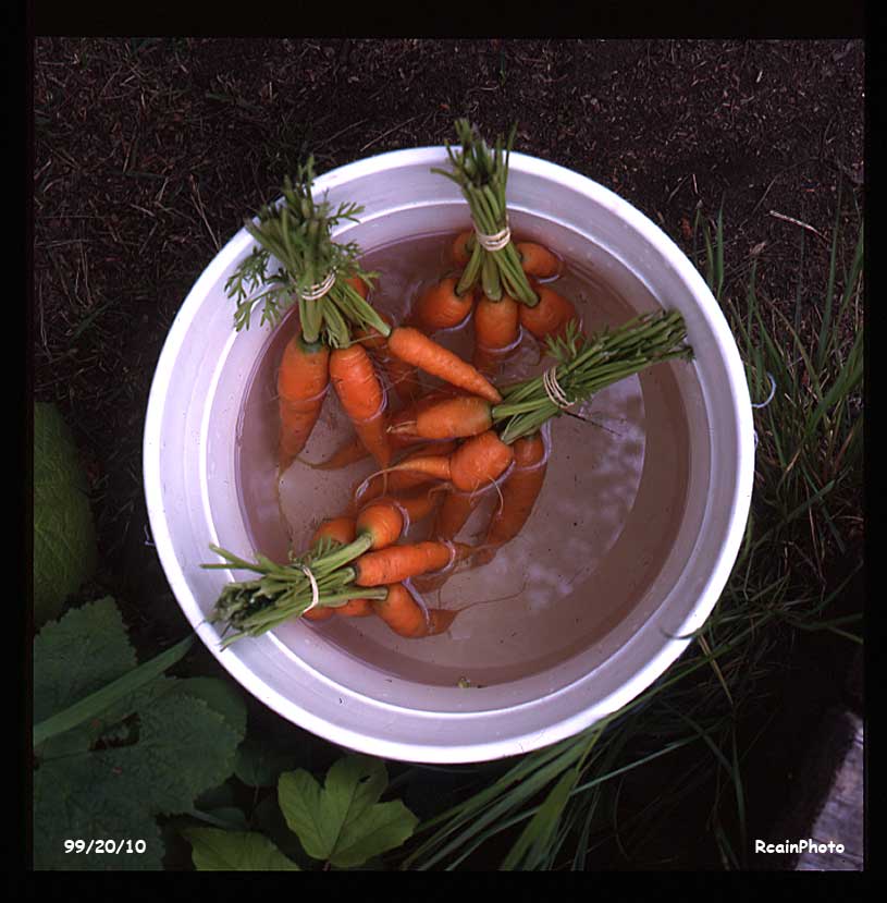 992010-garden-carrots