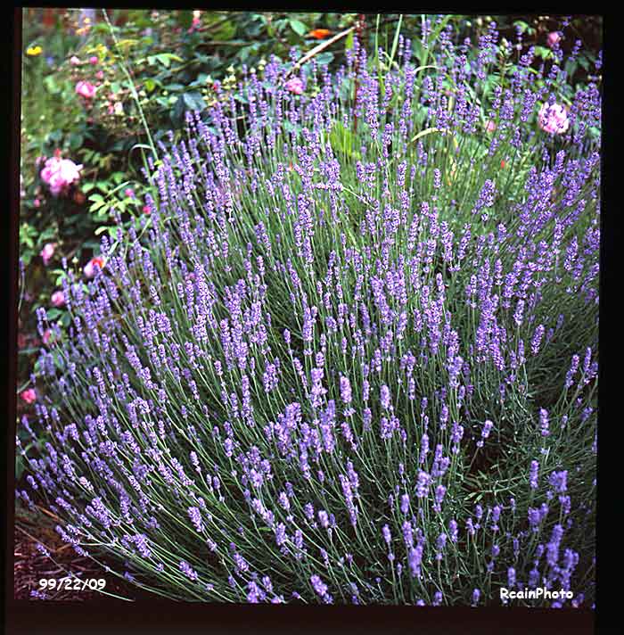 992209-garden-lavendula_vera