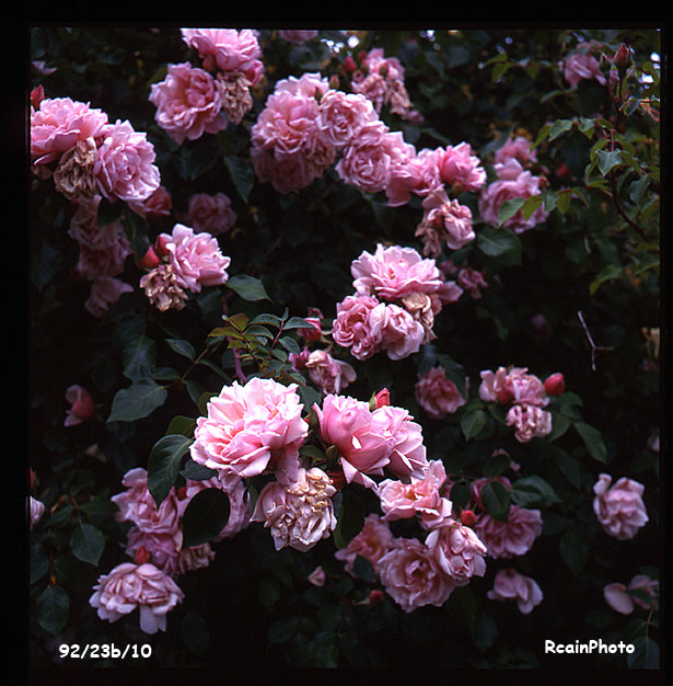 9923b10-garden-rose-dr_van_fleet