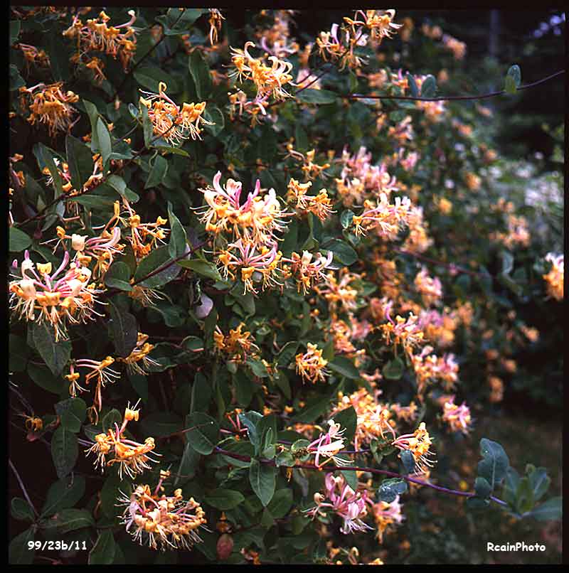 9923b11-garden-honeysuckle