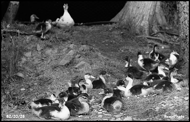 822023-ducks