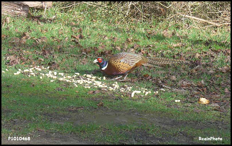 P1010468-pheasant