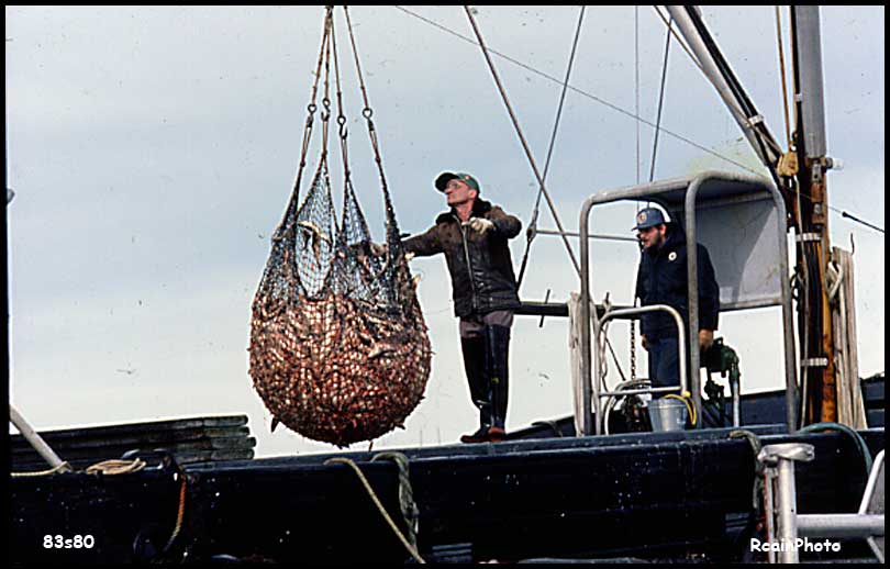 83s80-herring