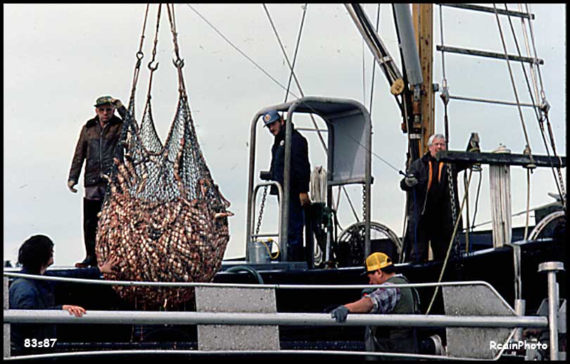 83s87-herring