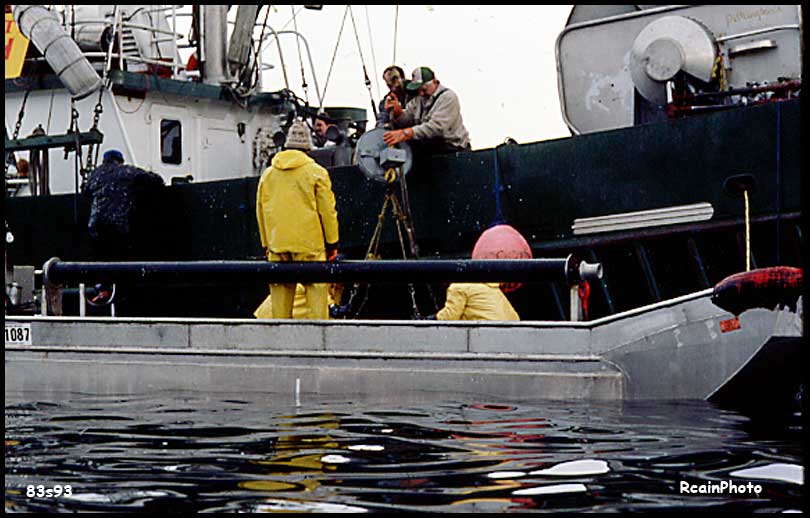 83s93-herring
