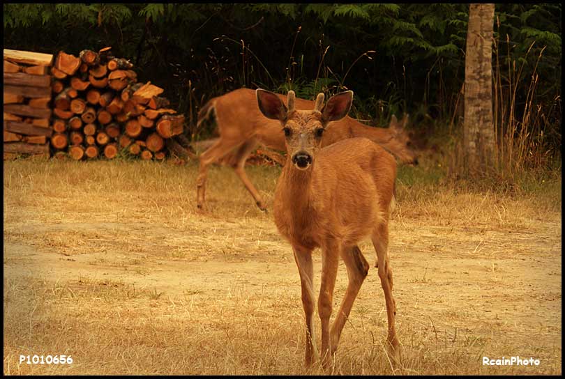 P1010656-deer-male