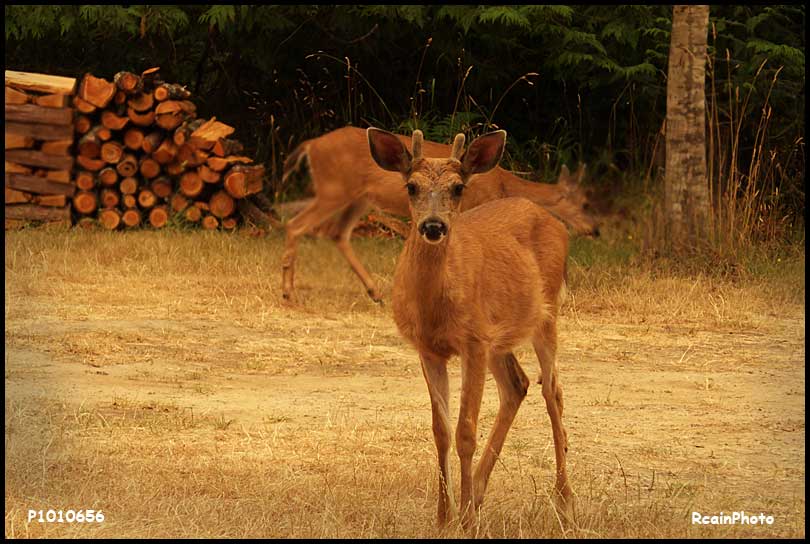 P1010656-deer-male