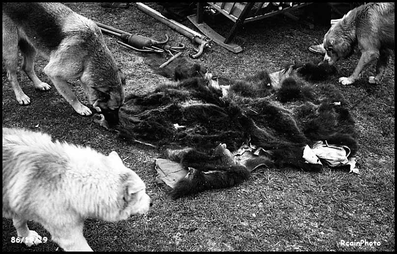 861919-tim-biggins-yard-sale,dogs