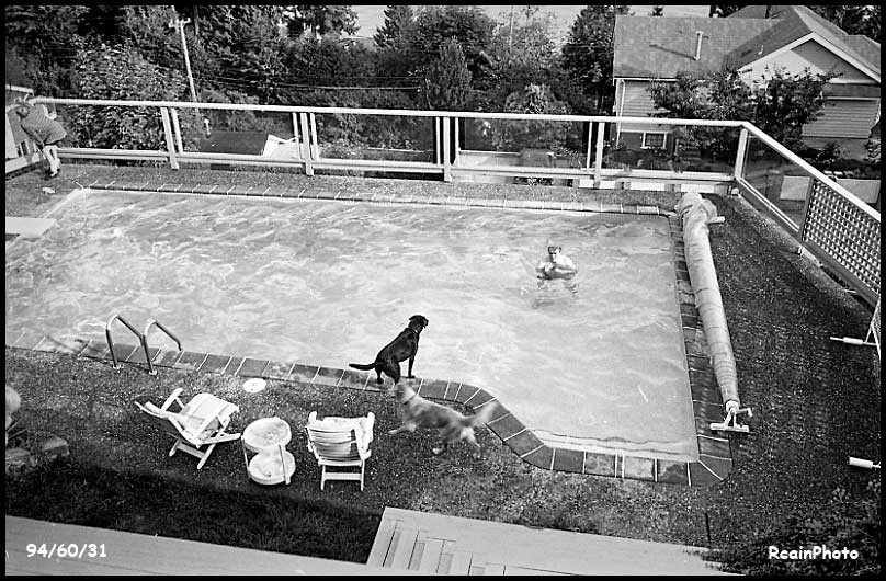 946031-dog-at-pool