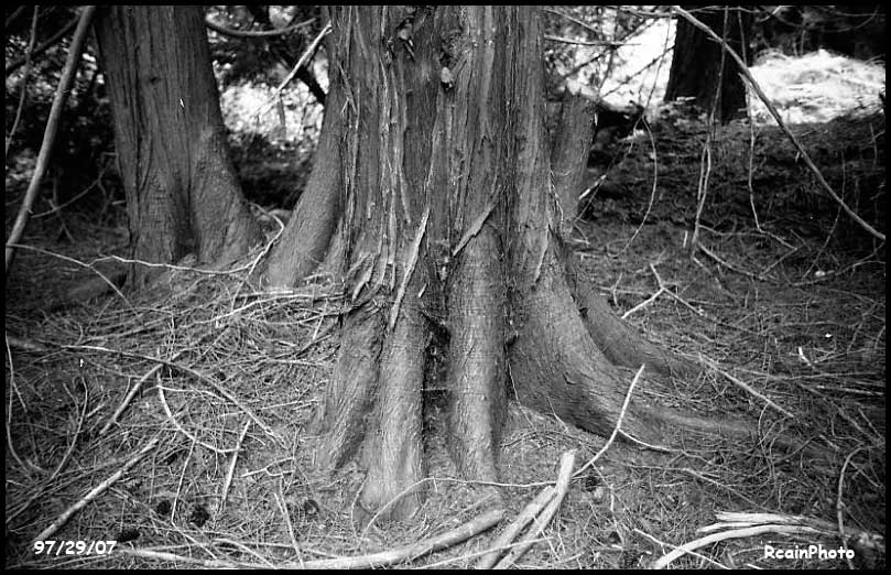 972907-cedar-tree