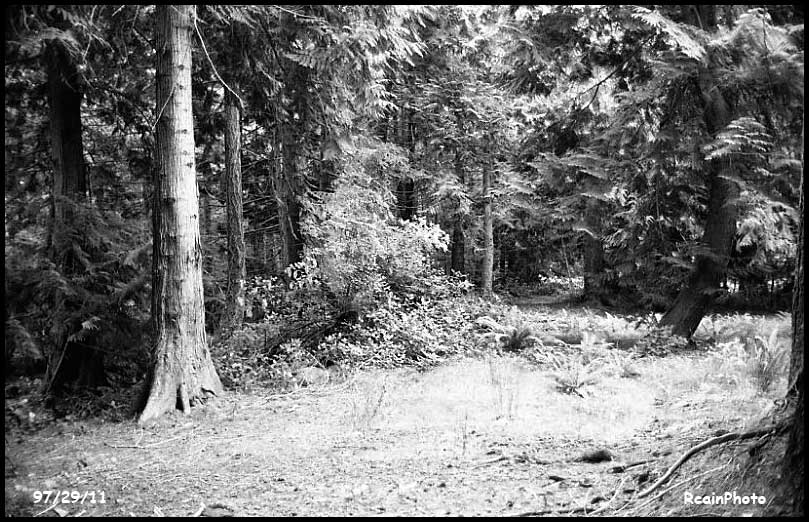 972911-cedar-tree
