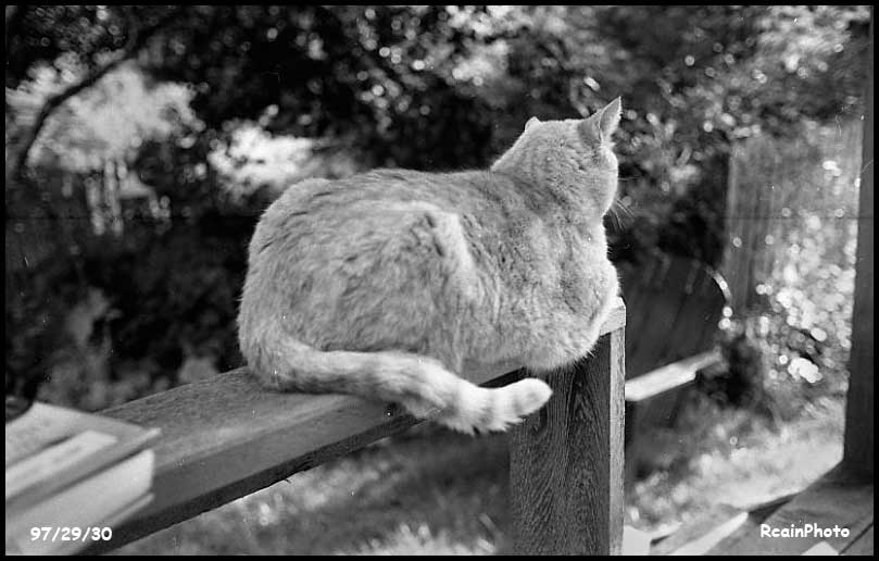 972930-ed-the-cat