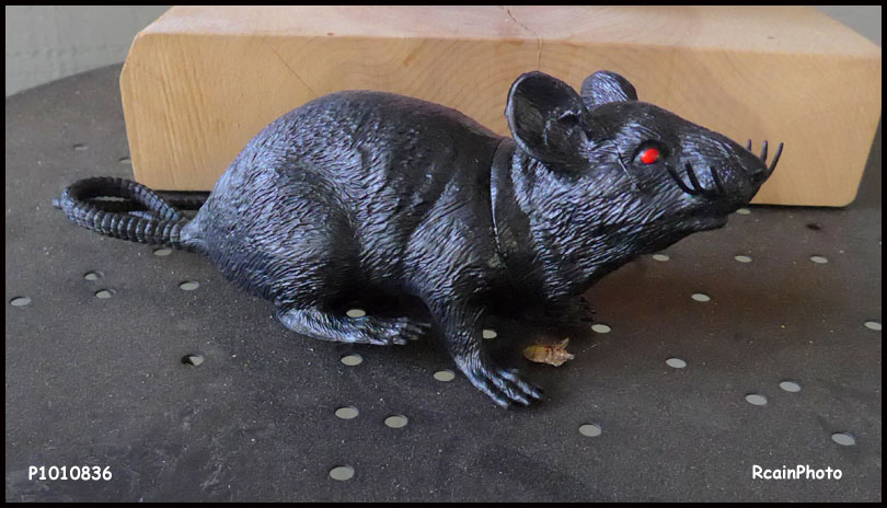 P1010836-pet-rat