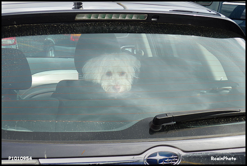 P1010954-dog-in-a-car