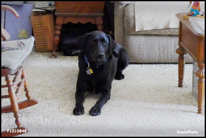 P1010848-dog