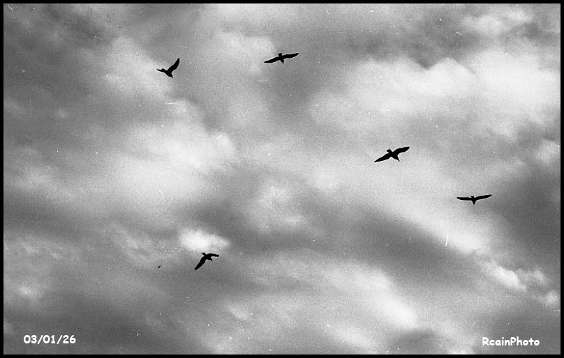 030126-helliwell_clouds,birds