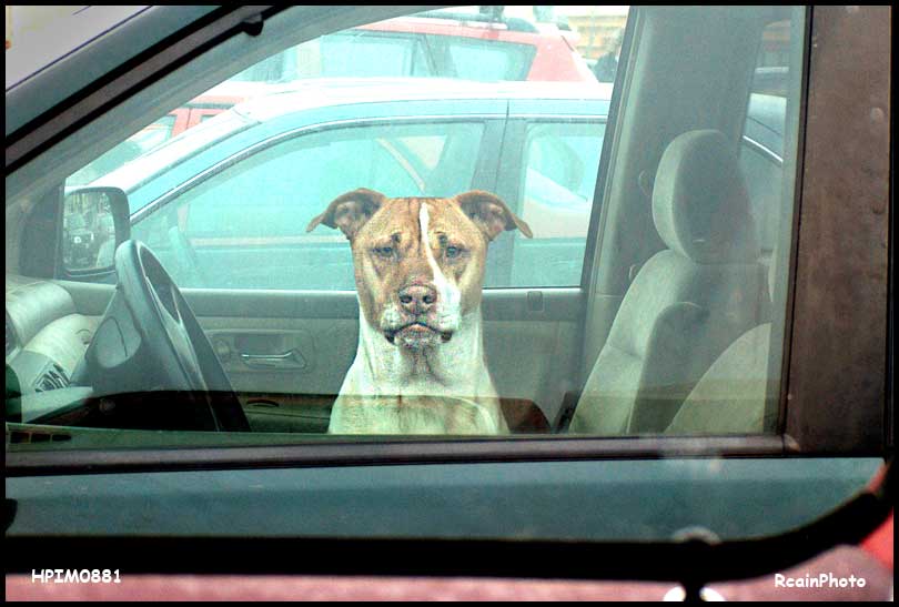 HPIM0881-dog-in-car-feb_2007